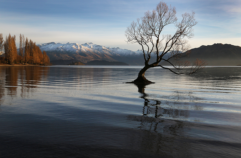 Wanaka Tree : South Island : New Zealand : Travel : Photos :  Richard Moore Photography : Photographer : 